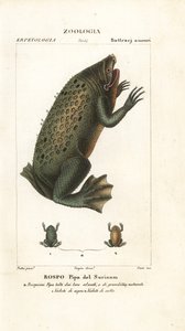 ropucha surinamska , pipa pipa