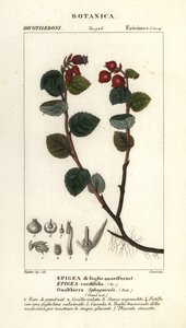 Herbata, Gaultheria domingensis autorstwa Corsi Corsi