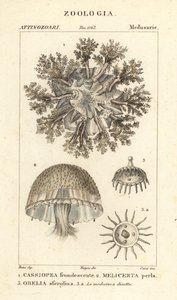 Odwrócona meduza, Cassiopea frondosa 1, gatunki Melicertum 2 i polip obelii 3 autorstwa Corsi Corsi