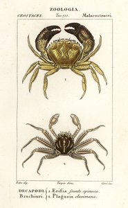 Krab warty i krab płaski autorstwa Corsi Corsi