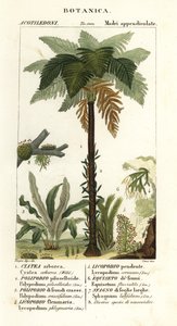paproć zachodnioindyjska, Cyathea arborea, paproć winorośli, Microgramma piloselloides 2, paproć wdzięczna, Niphidium crassifolium 3, paproć gruboziarnista, Huperzia phlegmaria 4, widłak widłakowiec, Lycopodiella cernua 5, skrzyp wodny autorstwa Corsi Corsi