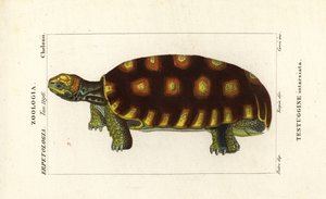 Żółw żółtonogi lub brazylijski żółw olbrzymi , Chelonoidis denticulatus Testudo tabulata Testuginne intarsiata autorstwa Corsi Corsi