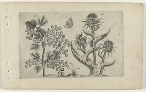 Aalbes i Mariadistel Poznaj lilie (tytuł serii) autorstwa Crispijn van de Passe (I) (attributed to)