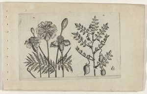 Aksamitka i ciecierzyca Cognoscite lilia (tytuł serii) autorstwa Crispijn van de Passe (I) (attributed to)
