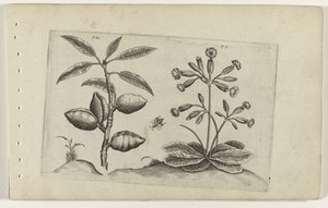 Amandelboom en gulden sleutelbloem Poznaj lilie (tytuł serii) autorstwa Crispijn van de Passe (I) (attributed to)