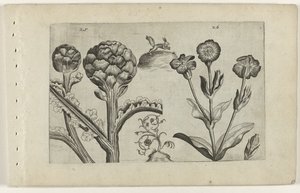 Artisjok en Prikneus Poznaj lilie (tytuł serii) autorstwa Crispijn van de Passe (I) (attributed to)