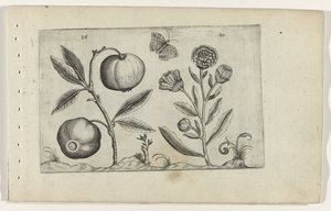 Assyrische appel en goudsbloem Poznaj lilie (tytuł serii) autorstwa Crispijn van de Passe (I) (attributed to)