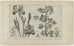 Bardiris i coralmeidoorn Cognoscite Lily (tytuł serii) autorstwa Crispijn van de Passe (I) (attributed to)