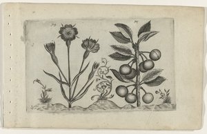 Bolderik en zure kers Poznaj lilie (tytuł serii) autorstwa Crispijn van de Passe (I) (attributed to)