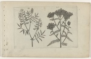 Boswikke i tuizendblad Poznaj lilie (tytuł serii) autorstwa Crispijn van de Passe (I) (attributed to)