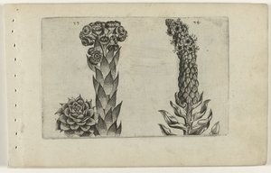 Thunderblade i dziewanna Cognoscite lilia (tytuł serii) autorstwa Crispijn van de Passe (I) (attributed to)