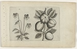 Trójkolorowy fiolet i jabłko Cognoscite lilia (tytuł serii) autorstwa Crispijn van de Passe (I) (attributed to)
