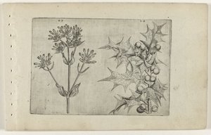 Centaury(?) i Holly Cognoscite lilia (tytuł serii) autorstwa Crispijn van de Passe (I) (attributed to)