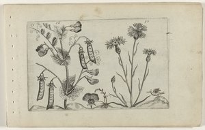 Erwt en korenbloem Poznaj lilie (tytuł serii) autorstwa Crispijn van de Passe (I) (attributed to)