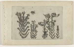 Wrzosiec i krzew miotły Cognoscite lilia (tytuł serii) autorstwa Crispijn van de Passe (I) (attributed to)