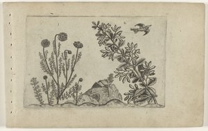 Gewone kamille en zuurbes Poznaj lilie (tytuł serii) autorstwa Crispijn van de Passe (I) (attributed to)