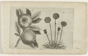 Granaatappel en Engels gras Poznaj lilie (tytuł serii) autorstwa Crispijn van de Passe (I) (attributed to)