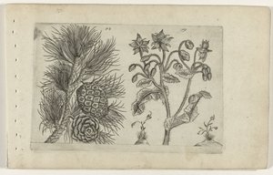 Gaj den en bernagie Poznaj lilie (tytuł serii) autorstwa Crispijn van de Passe (I) (attributed to)