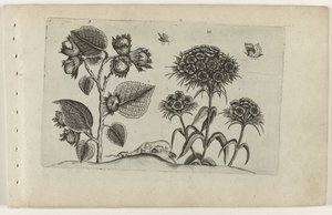 Hazel i słodki William Cognoscite lilia (tytuł serii) autorstwa Crispijn van de Passe (I) (attributed to)