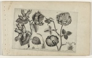Leszczyna w różach Cognoscite Lily (tytuł serii) autorstwa Crispijn van de Passe (I) (attributed to)