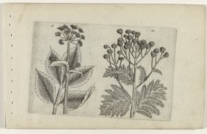 Hertswortel en boerenwormkruid Poznaj lilie (tytuł serii) autorstwa Crispijn van de Passe (I) (attributed to)