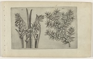 Hiacynt en jenerbes Poznaj lilie (tytuł serii) autorstwa Crispijn van de Passe (I) (attributed to)