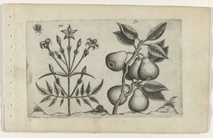 Jaśmin i gruszka Cognoscite lilia (tytuł serii) autorstwa Crispijn van de Passe (I) (attributed to)