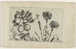 Kerspruit i tuinanjer Poznaj lilie (tytuł serii) autorstwa Crispijn van de Passe (I) (attributed to)