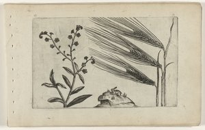 Bagienna niezapominajka i jęczmień Cognoscite lilia (tytuł serii) autorstwa Crispijn van de Passe (I) (attributed to)