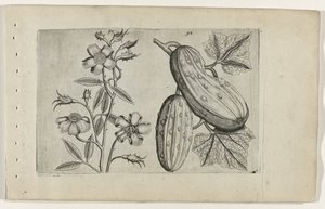 Muskusroos i komkor Poznaj lilie (tytuł serii) autorstwa Crispijn van de Passe (I) (attributed to)