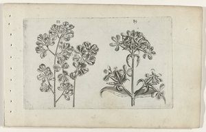 Paproć ścienna i mydlnica Cognoscite lilia (tytuł serii) autorstwa Crispijn van de Passe (I) (attributed to)