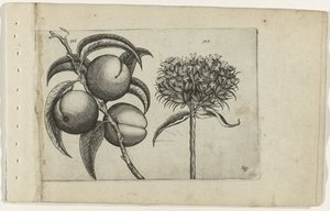 Brzoskwinia i płonąca miłość Cognoscite lilia (tytuł serii) autorstwa Crispijn van de Passe (I) (attributed to)