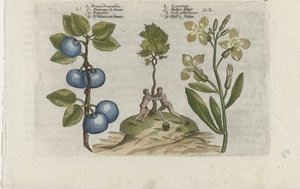 Pruim en muurbloem Pruna Damasena / Leucojum (tytuł na obiekcie) Poznaj lilie (tytuł serii) autorstwa Crispijn van de Passe (I) (attributed to)