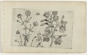Ostry jaskier i klon polny Cognoscite lilia (tytuł serii) autorstwa Crispijn van de Passe (I) (attributed to)