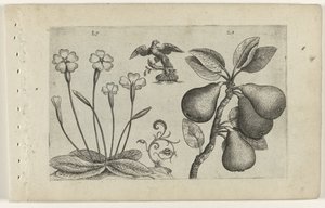 Sleutelbloem en peer Poznaj lilie (tytuł serii) autorstwa Crispijn van de Passe (I) (attributed to)