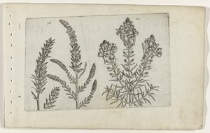 Tamarisk en vlasbekje Poznaj lilie (tytuł serii) autorstwa Crispijn van de Passe (I) (attributed to)