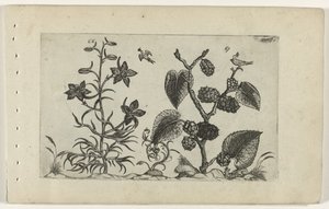 Dzikie delphinium i czarna morwa Cognoscite lilia (tytuł serii)