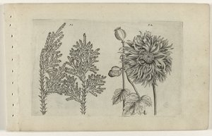 Siedem drzew i kula do spania Cognoscite lilia (tytuł serii) autorstwa Crispijn van de Passe (I) (attributed to)
