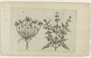 Kwiat łabędzia i szałwia o małych kwiatach Cognoscite lilia (tytuł serii) autorstwa Crispijn van de Passe (I) (attributed to)