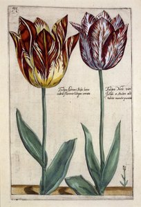 Tulipa Adriani Bilsi i Tulipa Nob viri Johan a Seulen, z „Hortus Floridus”, wydana ok. 1614 r. (rycina ręcznie kolorowana)