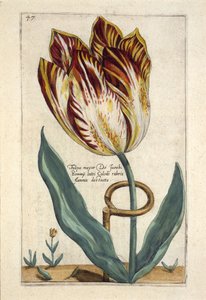 Tulipa Mayor Do Jacobi Bommy, płyta 47, z „Hortus Floridus” opublikowanej 1614 (ręcznie kolorowane grawerowanie)