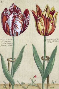 Tulip Octavian del Pont i Tulip Elegant z „Garden Floridus”, opublikowane w latach 1614-15