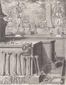 Talerz do „Atlas Anatomico” niepublikowany, Talerz ca. 1680-9..., Talerz ca. 1680-94, drukowany 1740. autorstwa Crisóstomo Martínez