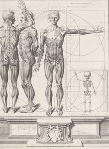 Talerz do „Atlas Anatomico” niepublikowany, Talerz ca. 1680-9..., Talerz ca. 1680-94, drukowany 1740. autorstwa Crisóstomo Martínez