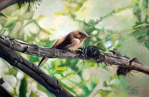 House Wren, Harmonijny śpiew, 2010 (akryl na papierze)