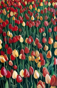 Tulipany, 2010 (akryl na papierze)