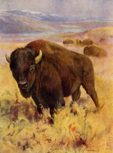 W zoo: Bison (kolor lito)