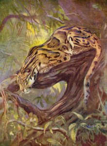 W zoo: Clouded Leopard (kolor lito)