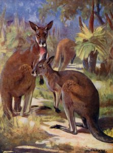 W zoo: Kangury (kolor lito)
