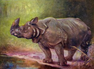 W zoo: Rhinoceros (kolor lito)